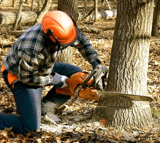 Tree Removal in Cove, AR
